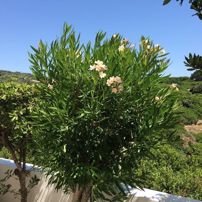 Sea Breeze Apartments Chios Monolia Екстериор снимка