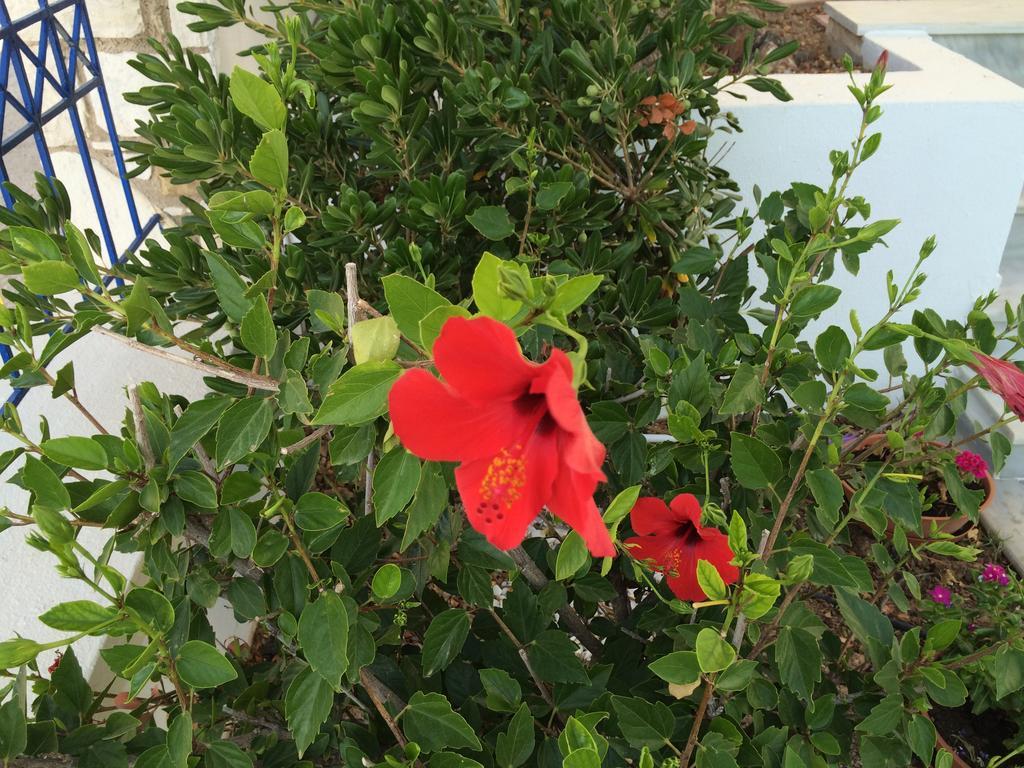 Sea Breeze Apartments Chios Monolia Екстериор снимка